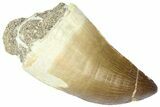 Large, Fossil Mosasaur (Thalassotitan) Tooth - Morocco #364158-1
